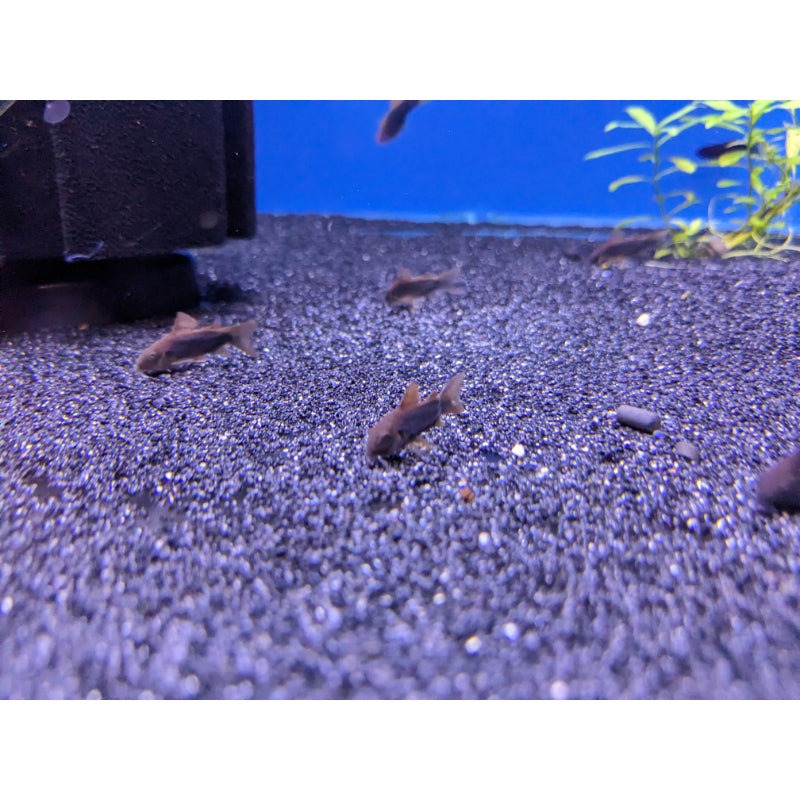 Corydoras Schultzei