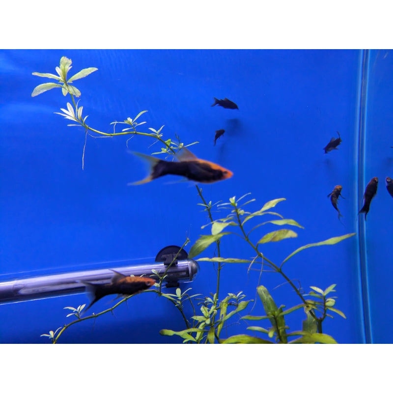 High Fin Swordtails