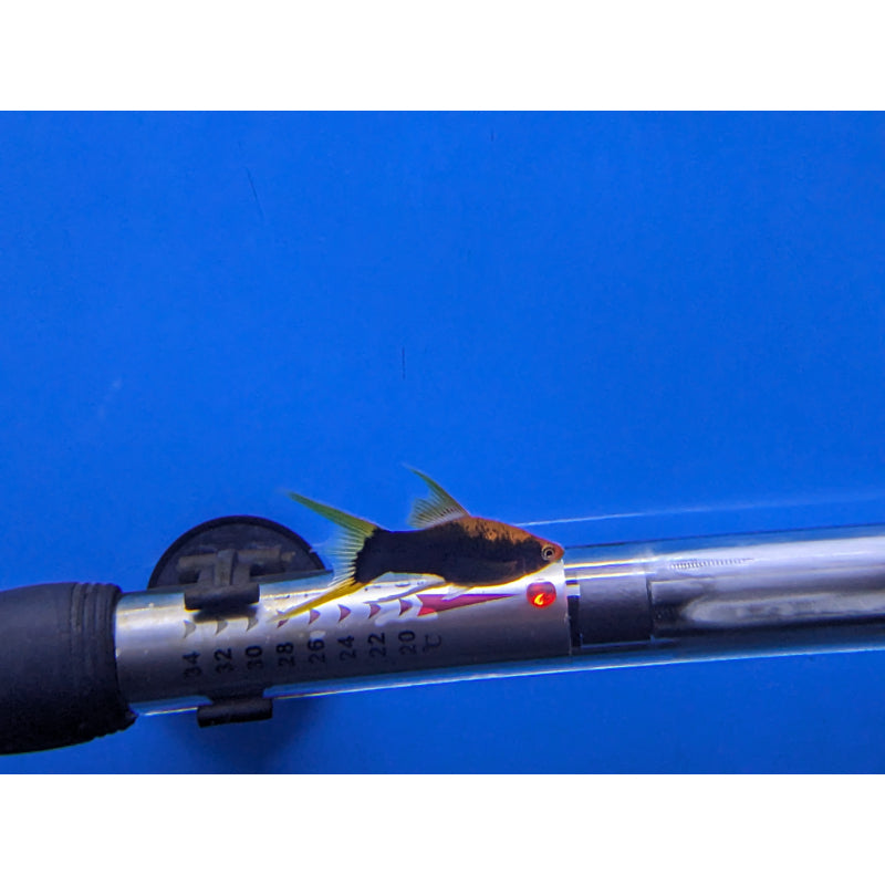 High Fin Swordtails