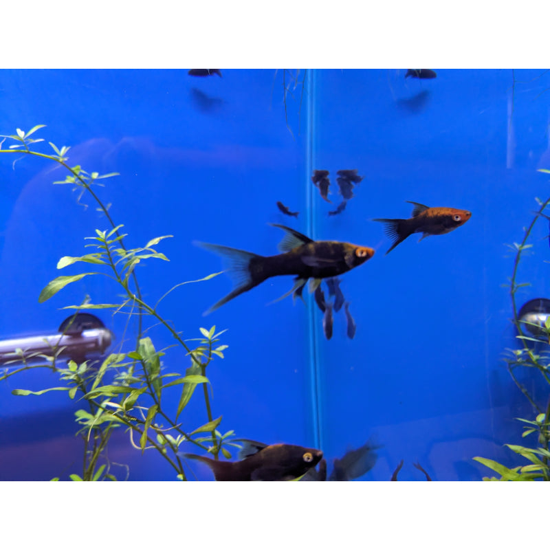 High Fin Swordtails