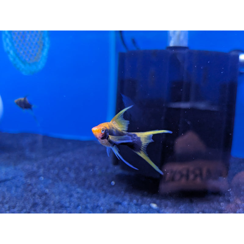 High Fin Swordtails