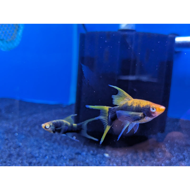 High Fin Swordtails