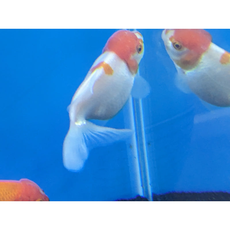 Spotted Red Cap Oranda