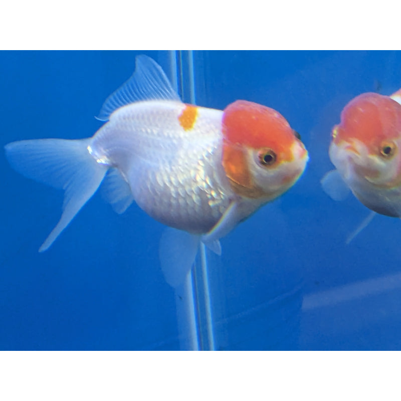 Spotted Red Cap Oranda