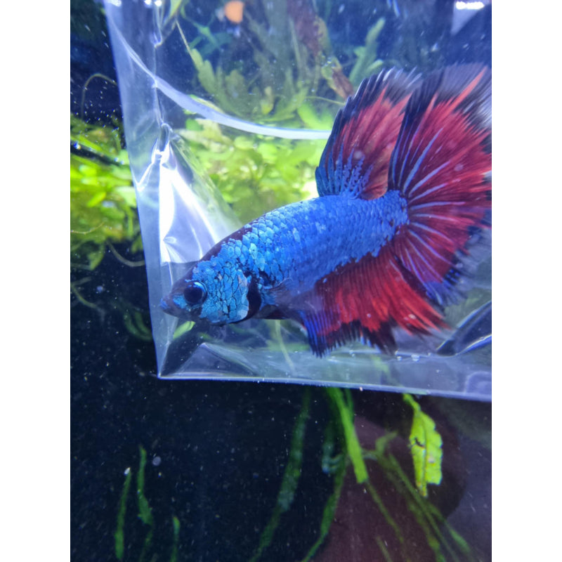 Half Moon Red Dragon Betta