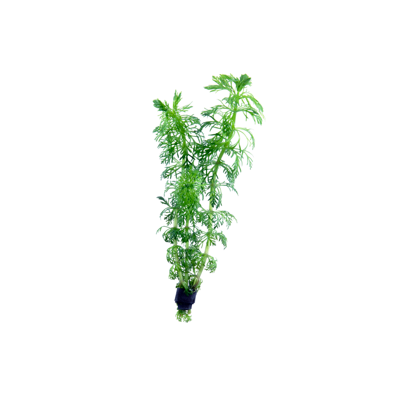 Ambulia - Bunched
