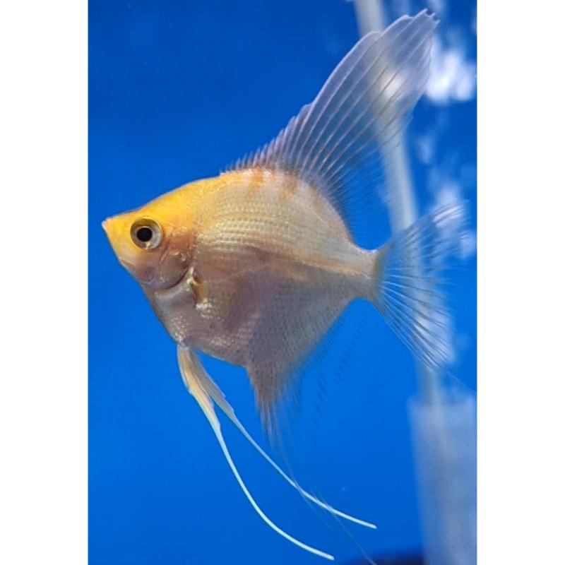 Assorted Angelfish