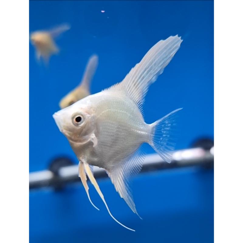 Assorted Angelfish