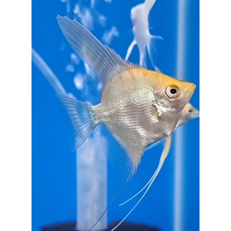 Assorted Angelfish