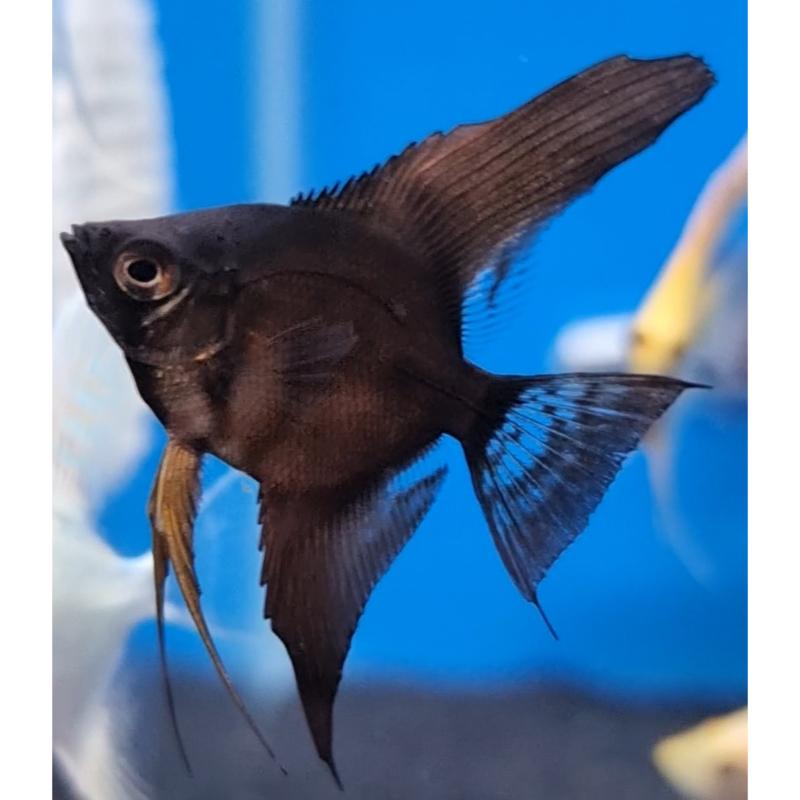 Assorted Angelfish