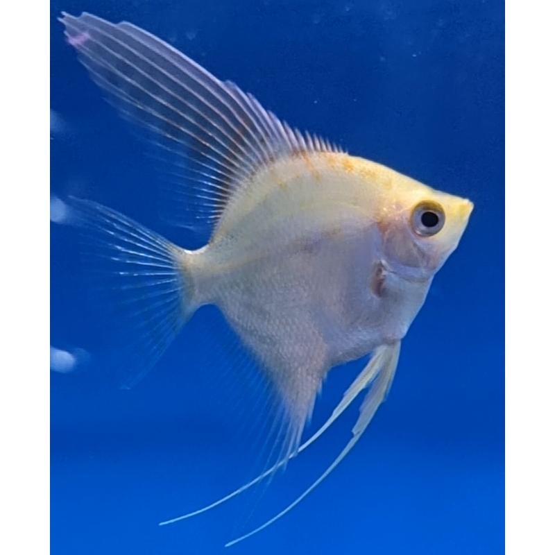 Assorted Angelfish