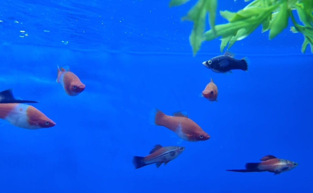 Assorted Swordtail