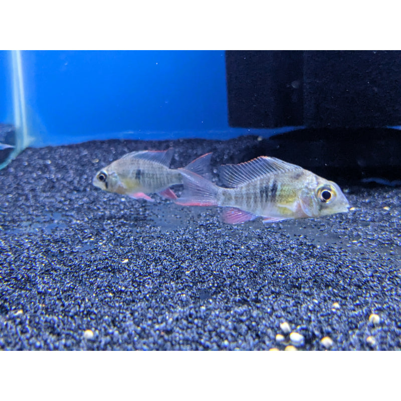 Bolivian Dwarf Ram