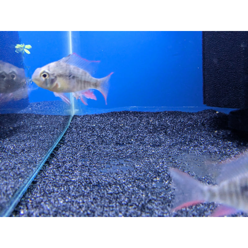 Bolivian Dwarf Ram