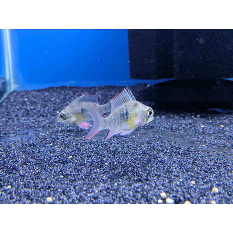 Bolivian Dwarf Ram