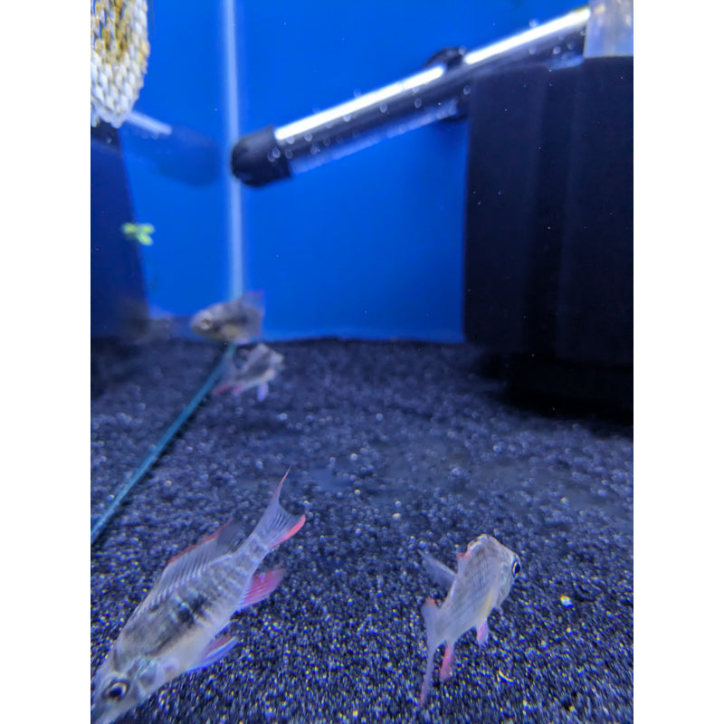 Bolivian Dwarf Ram