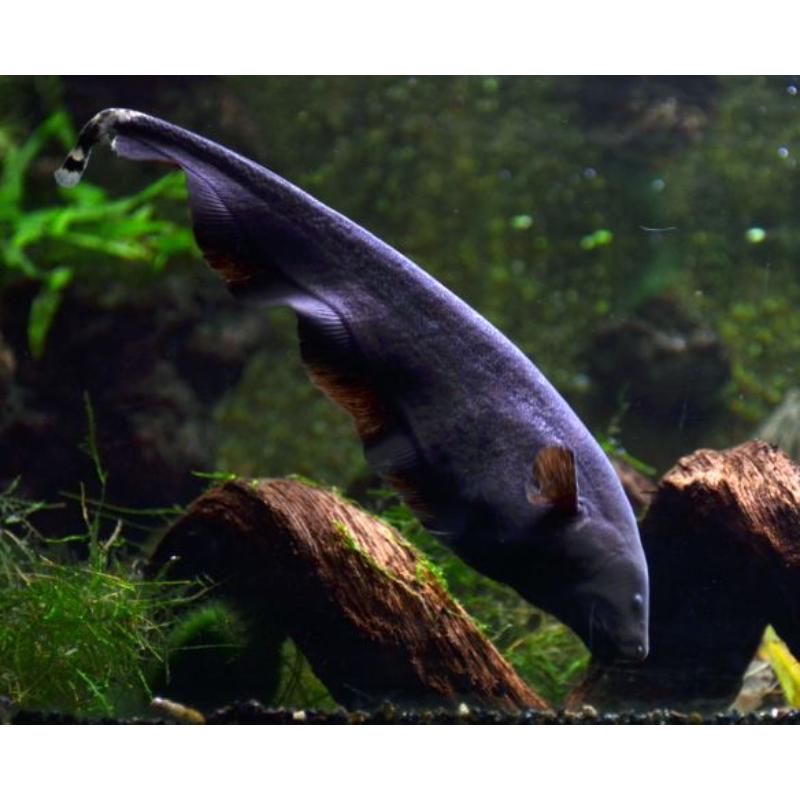 Black Ghost Knifefish