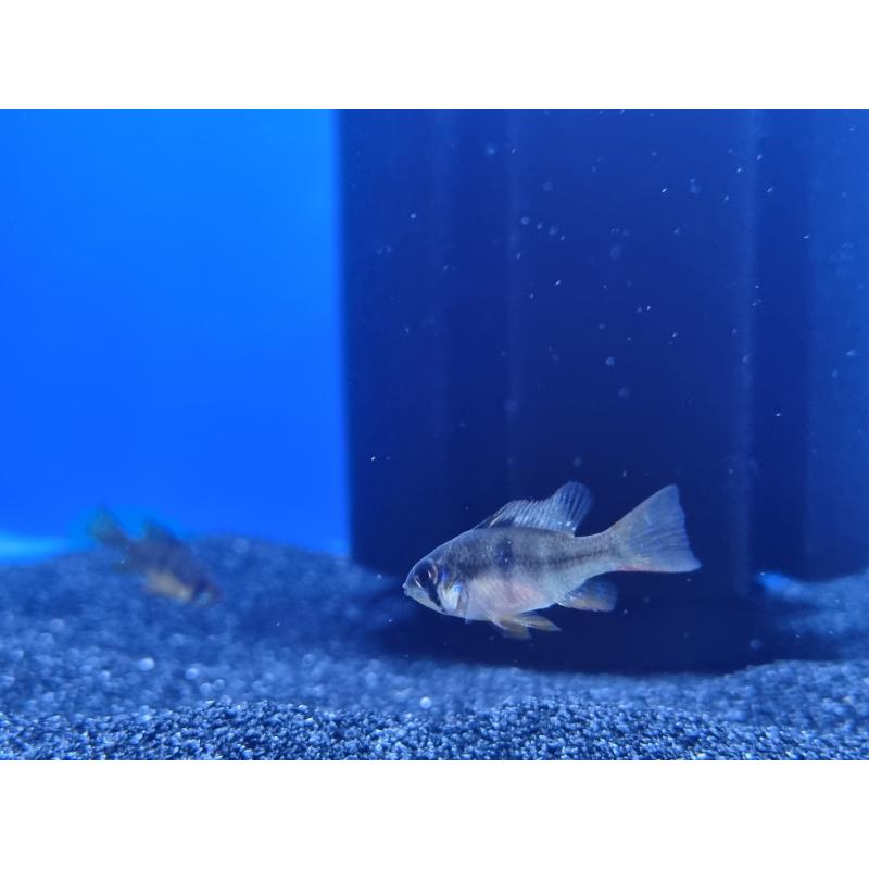 Black Knight Ram