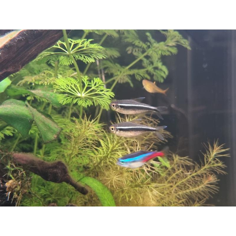 Black Neon Tetra