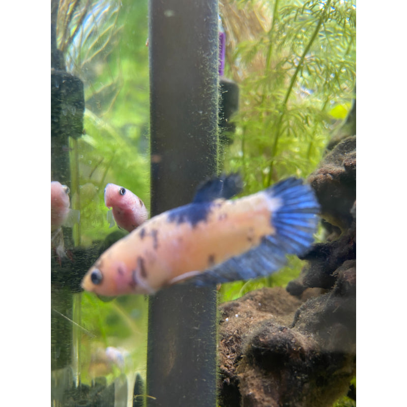 Blue & Yellow Koi (Female)