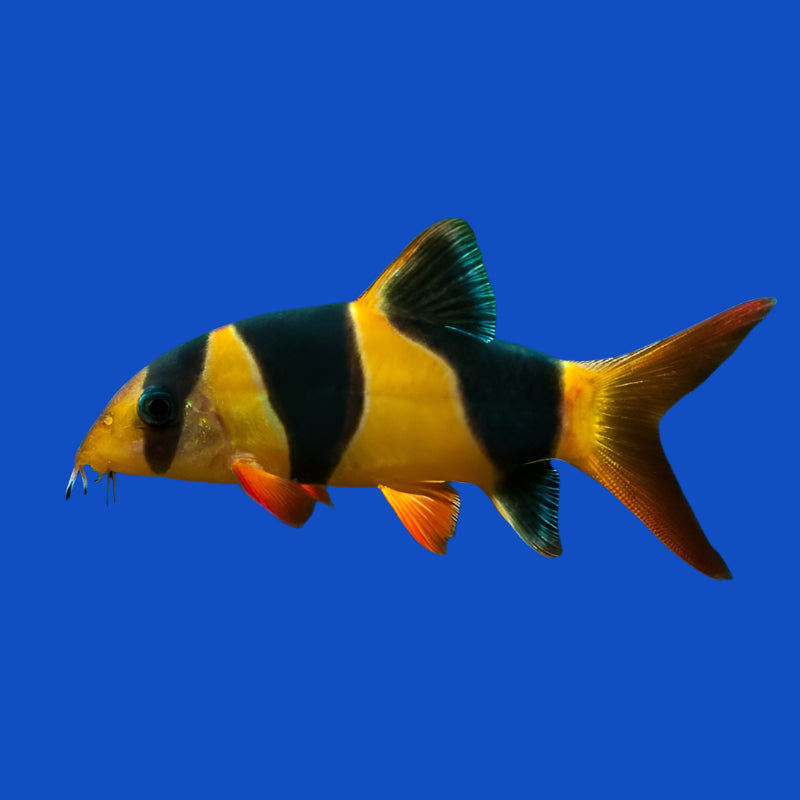 Clown Loach