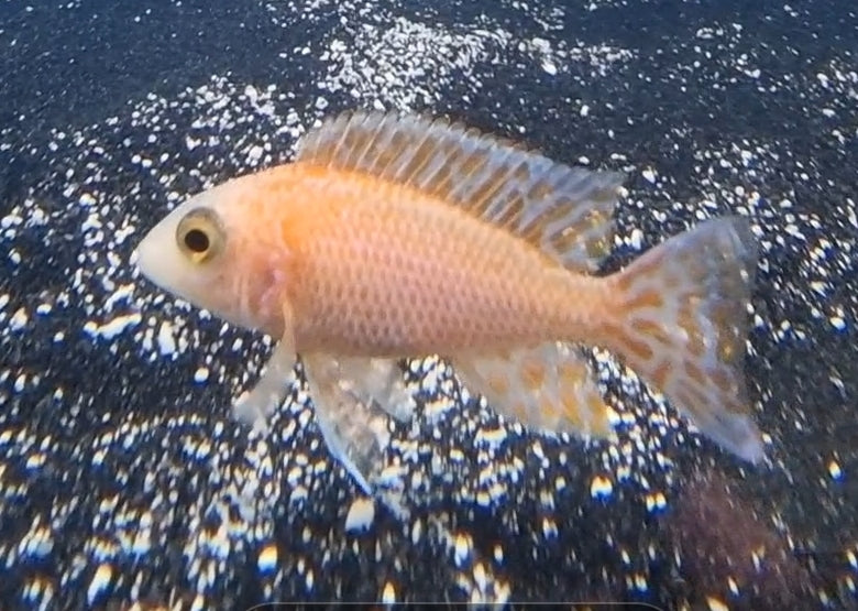 Dragon orange