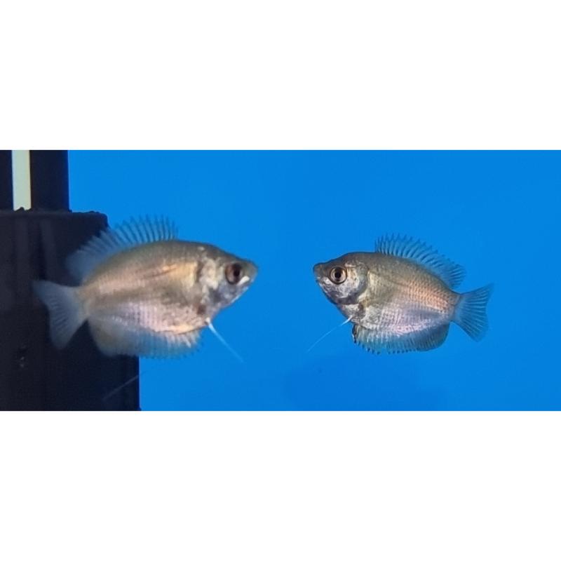 Dwarf Gourami Female