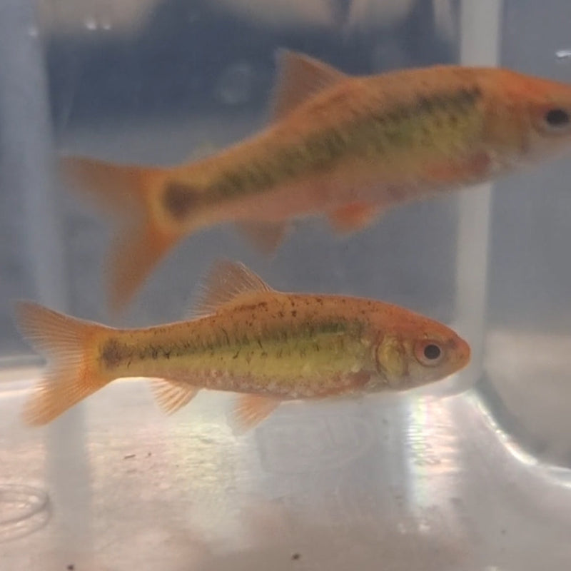 Golden Barb