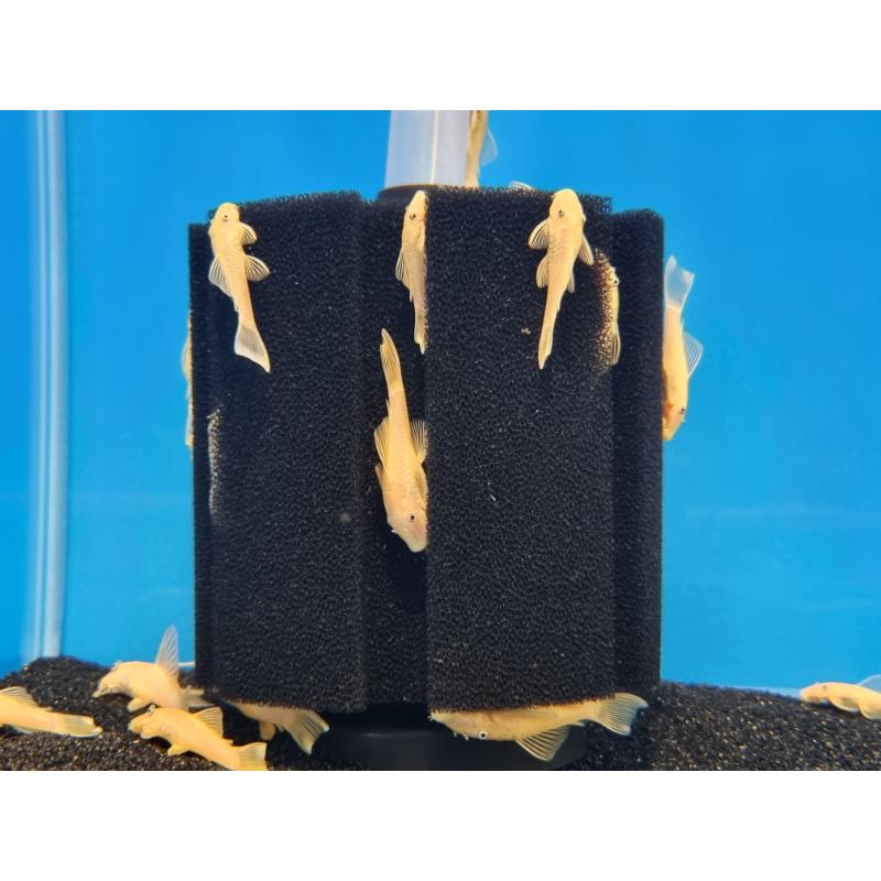 Golden Bristlenose Pleco