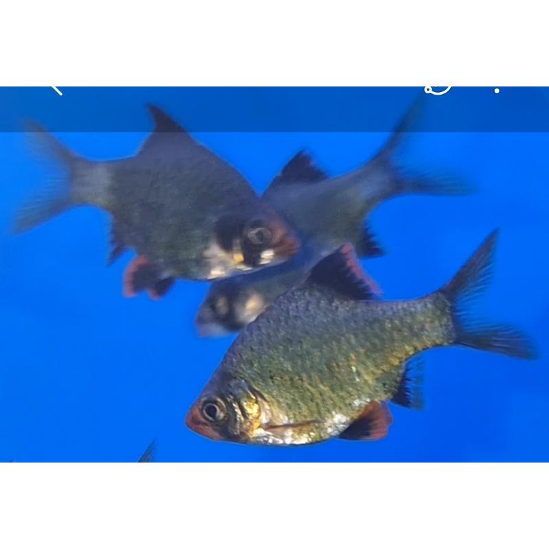 Green Tiger Barb