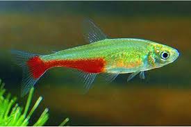 Green Fire Tetra