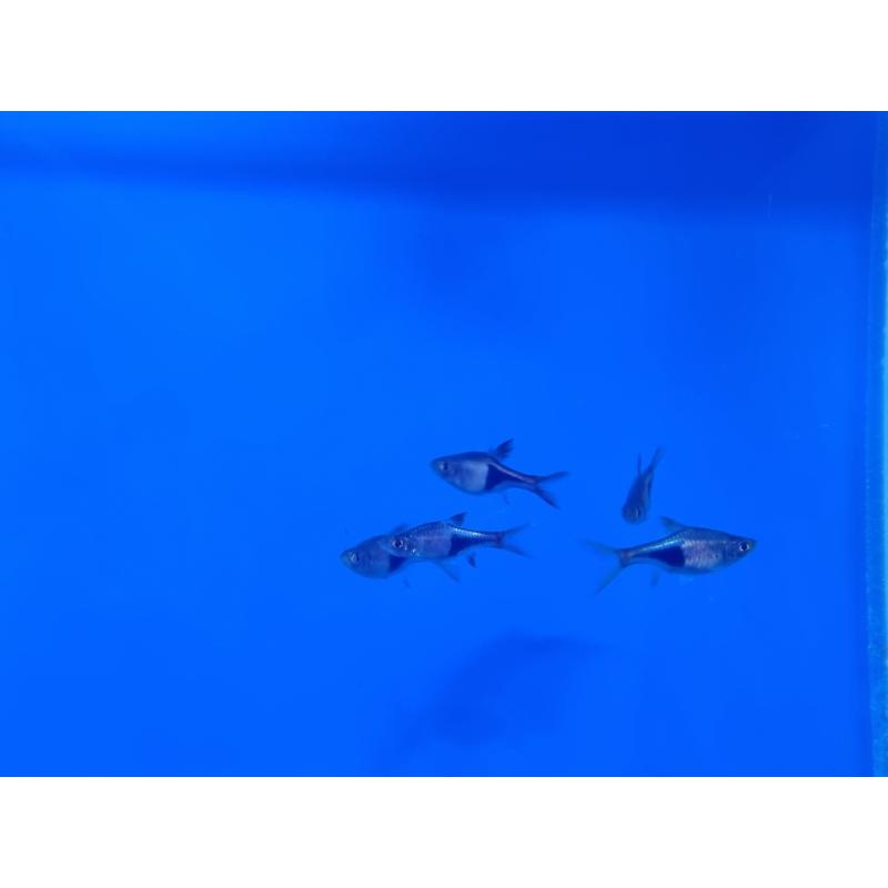 Harlequin Lamb Chop Rasbora