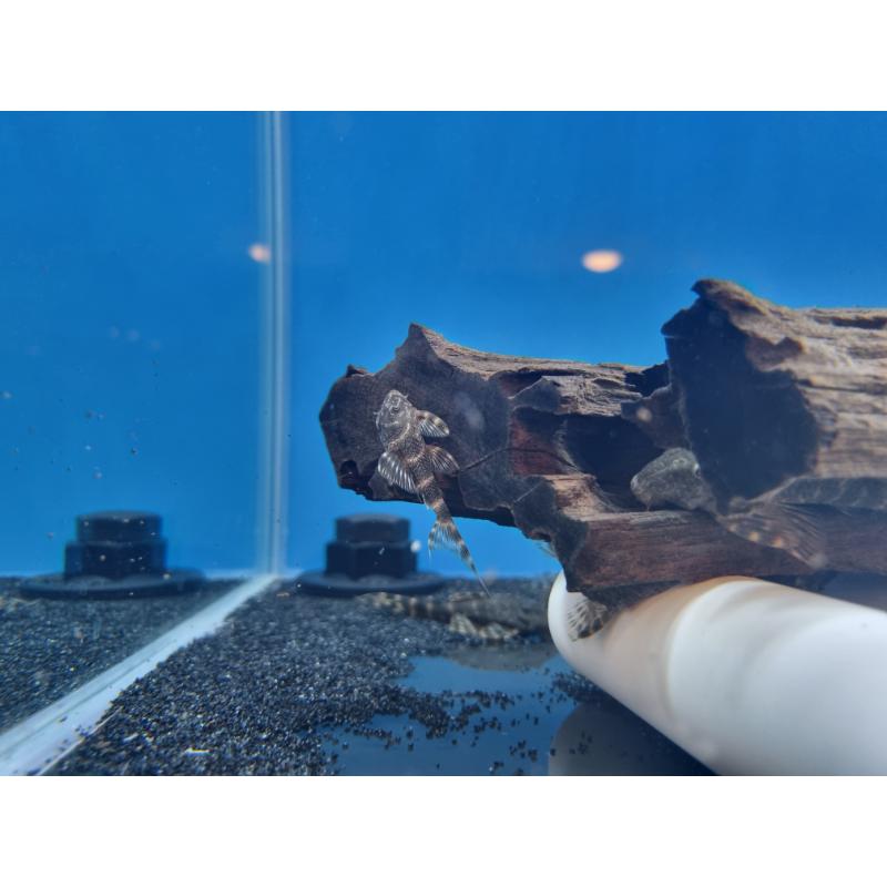 L104 Clown Pleco