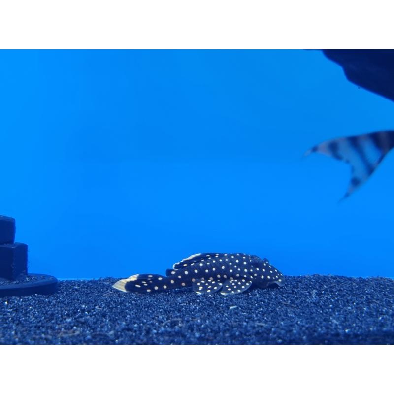 L177 Gold Nugget Pleco
