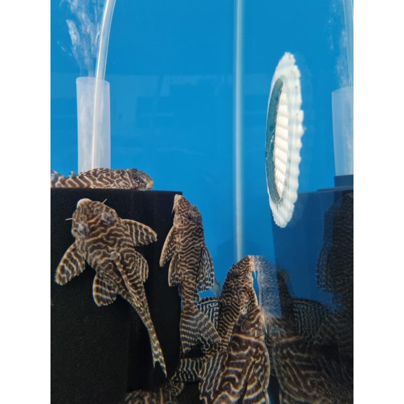 L333 King Tiger Pleco
