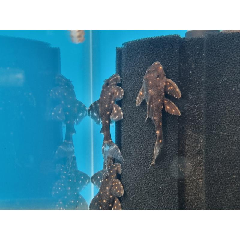 LDA031 Mustard Spot Pleco