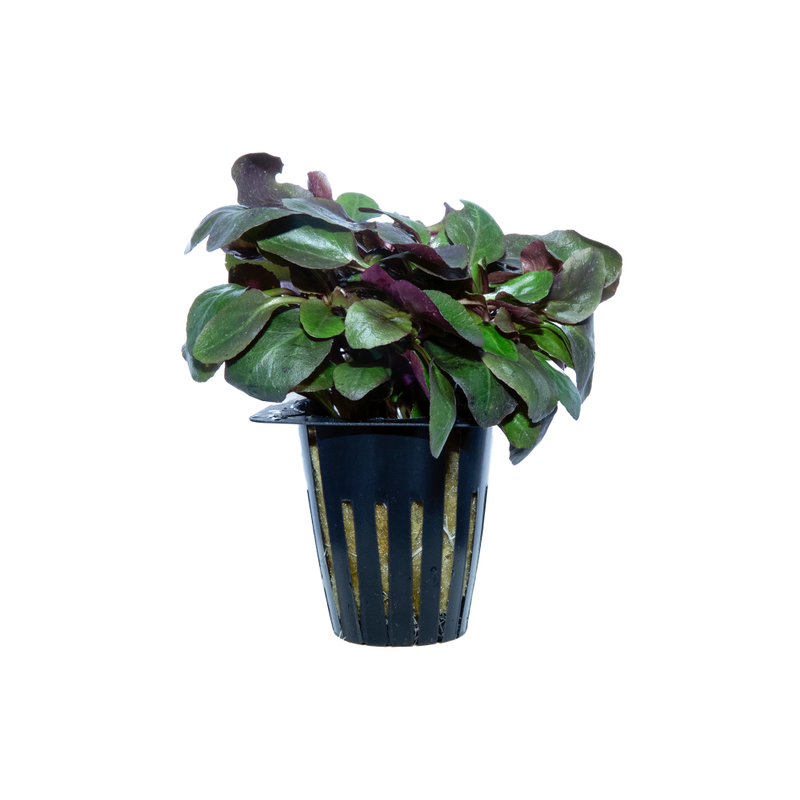 Lobelia Cardinalis - Potted