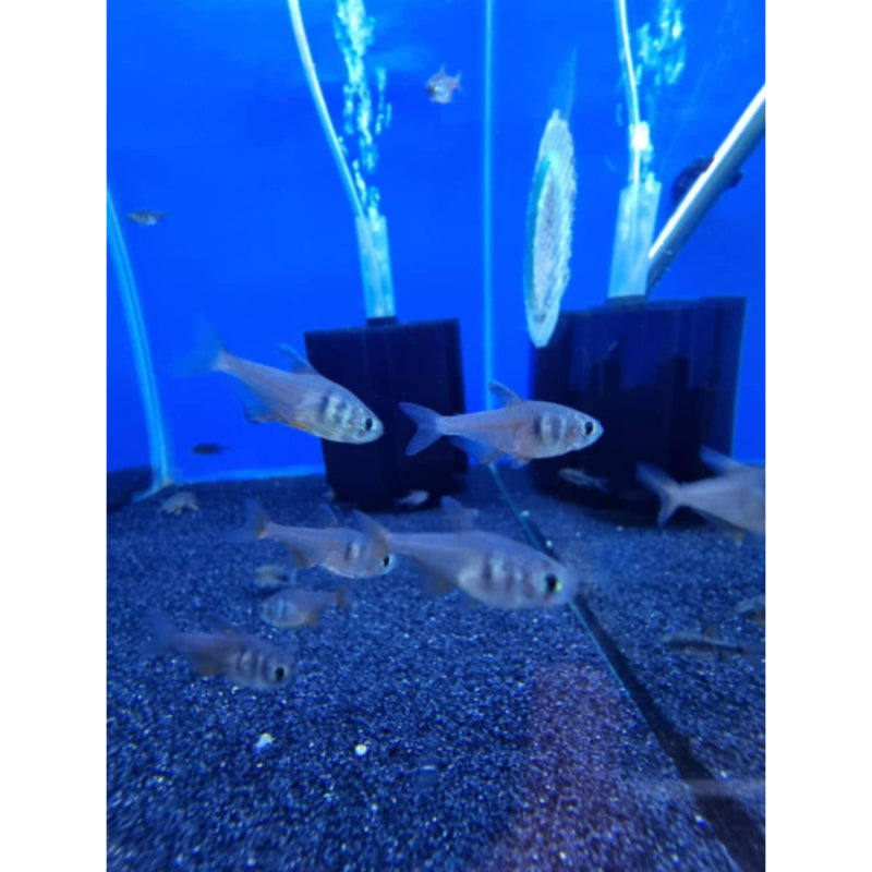 Flame Tetra