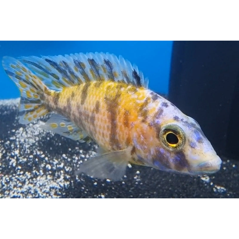 OB Peacock