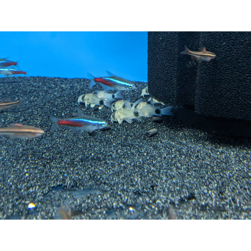 Panda Corydoras