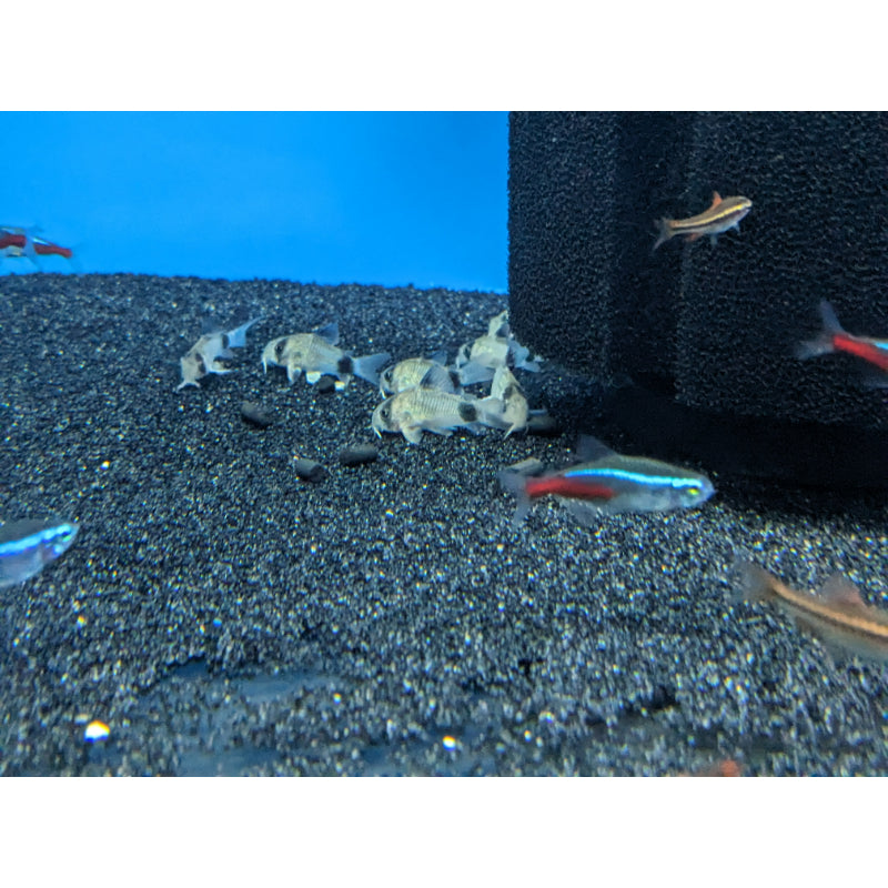Panda Corydoras