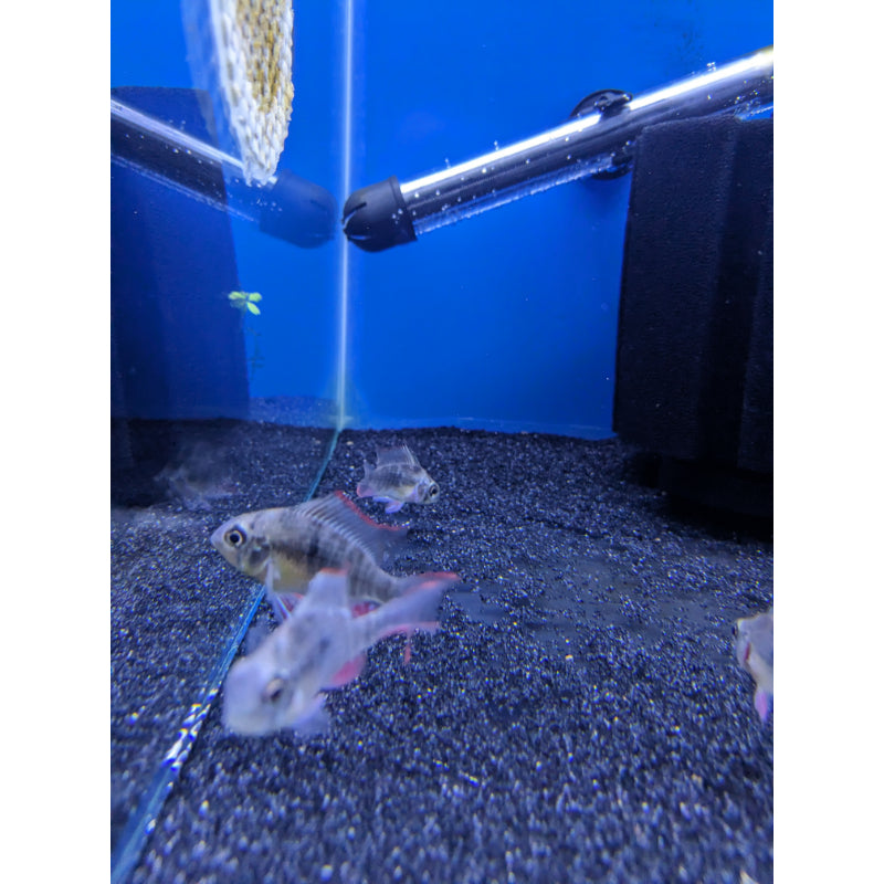 Bolivian Dwarf Ram