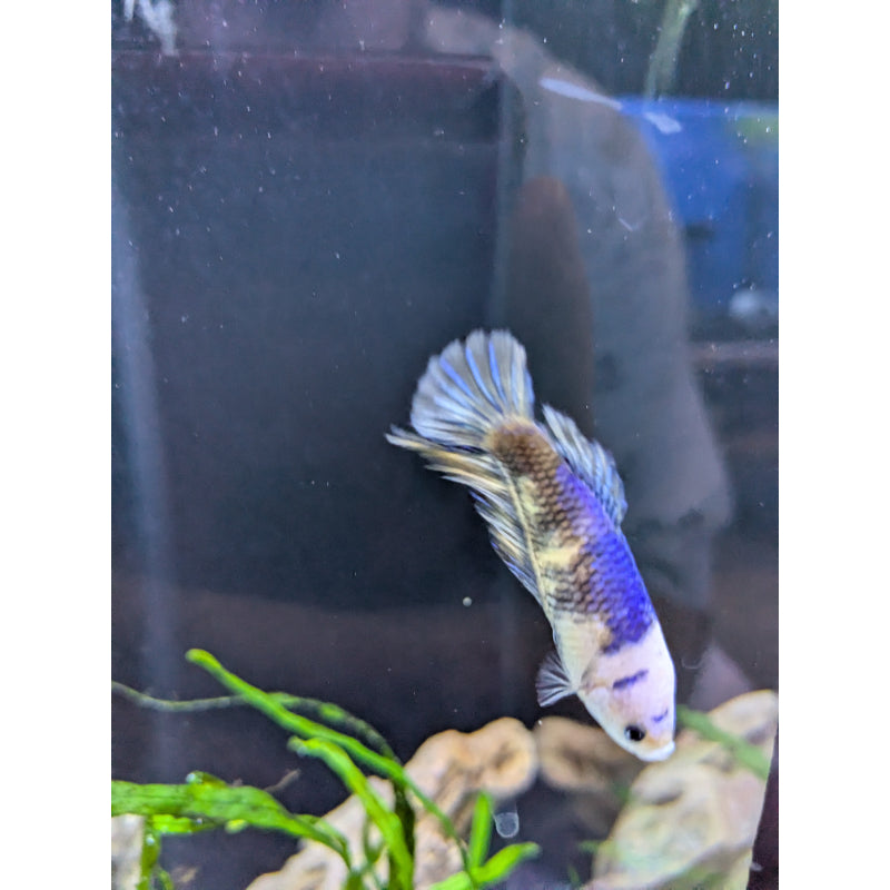 HMPK Blue Koi Betta