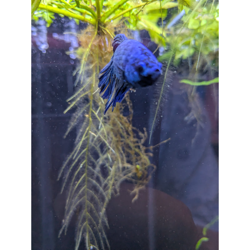 HM Blue Green PK Betta
