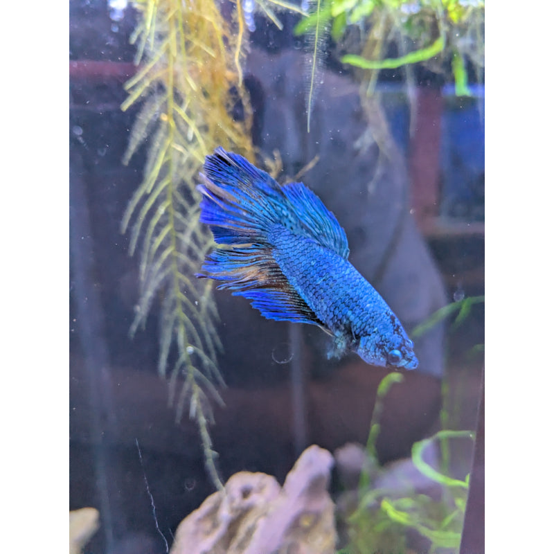 HM Blue Green PK Betta