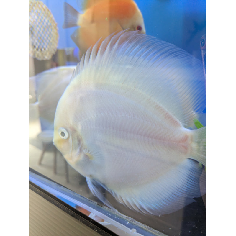 Snow White Discus
