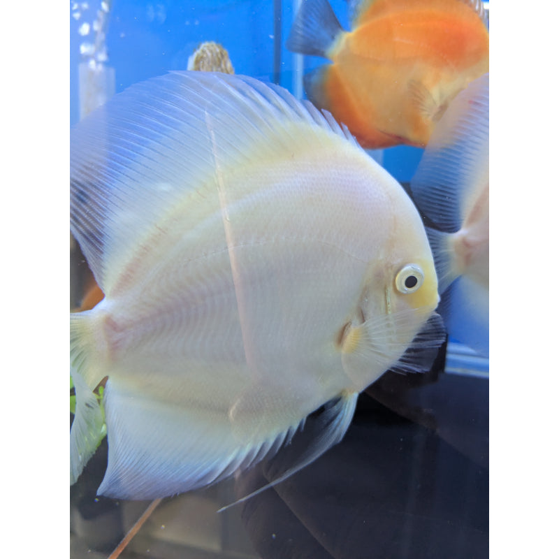 Snow White Discus