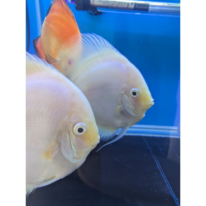 Snow White Discus