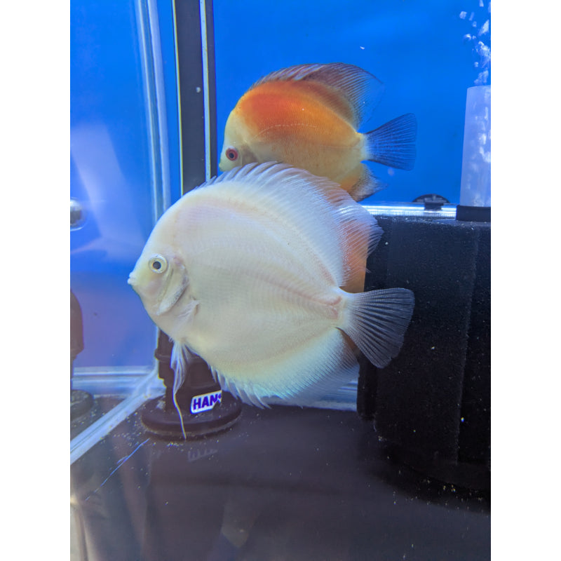 Snow White Discus