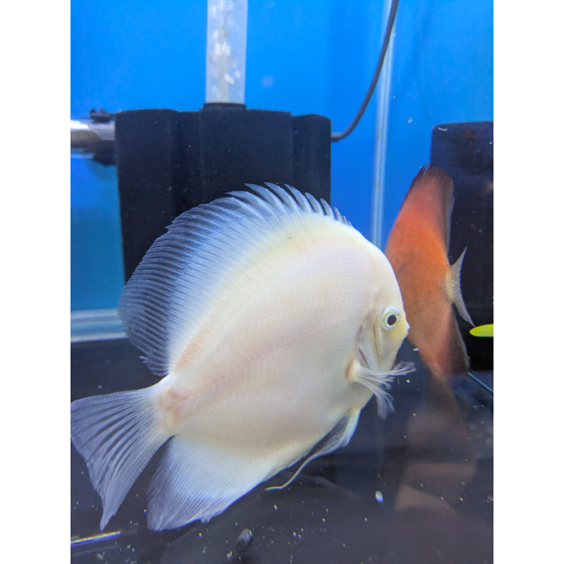 Snow White Discus